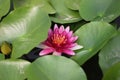 MicroÃ¢â¬â¹ shotÃ¢â¬â¹ and Close up ofÃ¢â¬â¹ aÃ¢â¬â¹ redÃ¢â¬â¹ lotusÃ¢â¬â¹ GloriosaÃ¢â¬â¹ flowerÃ¢â¬â¹ blooming withÃ¢â¬â¹ greenÃ¢â¬â¹ leaves inÃ¢â¬â¹ theÃ¢â¬â¹ pond.